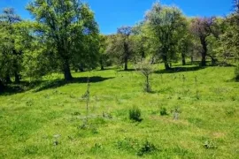 იყიდება მიწის ნაკვეთი, სასოფლო - სამეურნეო, ციხისჯვარი 