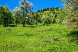 იყიდება მიწის ნაკვეთი, სასოფლო - სამეურნეო, ციხისჯვარი 
