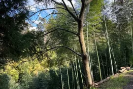 Аренда Посуточно, 2 Kомнатная, Кобулетский Район, Tsikhisdziri