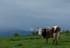 ქირავდება სახლი დღიურად, 4 ოთახიანი, ონი, მრავალძალი