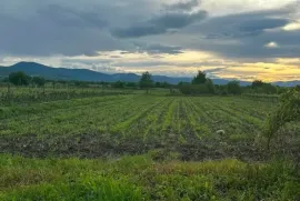 იყიდება სახლი, 10 ოთახიანი, თელავი, რუისპირი 