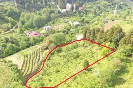 იყიდება მიწის ნაკვეთი, სასოფლო - სამეურნეო, თხილნარი