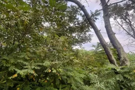 Land For Sale, Agricultural, Shekvetili