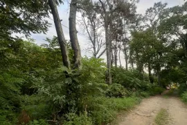 Land For Sale, Agricultural, Shekvetili