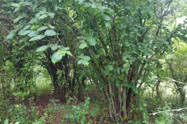 Land For Sale, Agricultural, Dudaurebi 