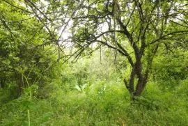 Land For Sale, Agricultural, Dudaurebi 