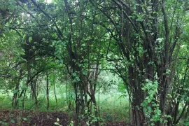 Land For Sale, Agricultural, Dudaurebi 