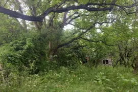 Land For Sale, Agricultural, Dudaurebi 