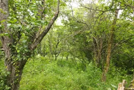 Land For Sale, Agricultural, Dudaurebi 
