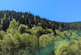 იყიდება მიწის ნაკვეთი, სასოფლო - სამეურნეო, გლოლა