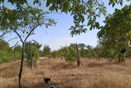 Land For Sale, Agricultural, Norio 