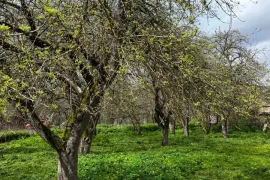 იყიდება მიწის ნაკვეთი, ახალსოფელი 