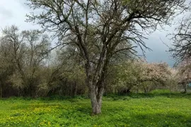 იყიდება მიწის ნაკვეთი, ახალსოფელი 
