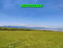 Land For Sale, Telovani