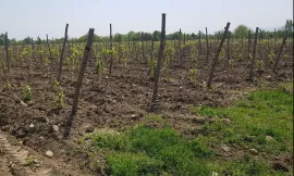 Land For Sale, Agricultural, Akhasheni