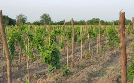 Land For Sale, Agricultural, Akhasheni