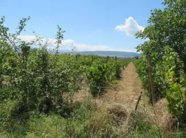 Land For Sale, Dzalisi