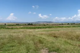 იყიდება მიწის ნაკვეთი, სასოფლო - სამეურნეო, ვაზიანი 
