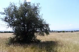 იყიდება მიწის ნაკვეთი, სასოფლო - სამეურნეო, ვაზიანი 