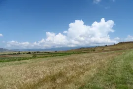 იყიდება მიწის ნაკვეთი, სასოფლო - სამეურნეო, ვაზიანი 