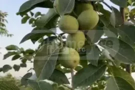 იყიდება მიწის ნაკვეთი, სასოფლო - სამეურნეო, ძველი ანაგა