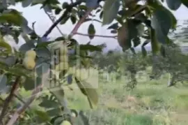 იყიდება მიწის ნაკვეთი, სასოფლო - სამეურნეო, ძველი ანაგა