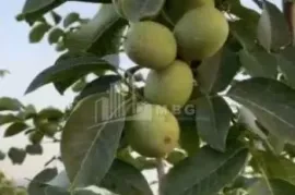 იყიდება მიწის ნაკვეთი, სასოფლო - სამეურნეო, ძველი ანაგა