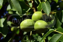 იყიდება მიწის ნაკვეთი, სასოფლო - სამეურნეო, ძველი ანაგა