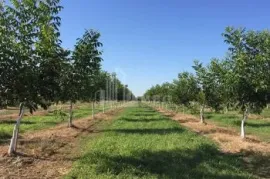 იყიდება მიწის ნაკვეთი, სასოფლო - სამეურნეო, ძველი ანაგა