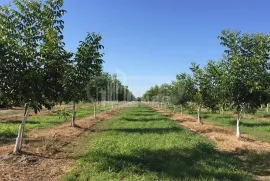 იყიდება მიწის ნაკვეთი, სასოფლო - სამეურნეო, ძველი ანაგა