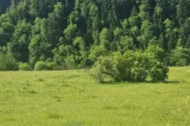 იყიდება მიწის ნაკვეთი, სასოფლო - სამეურნეო, სადგერი