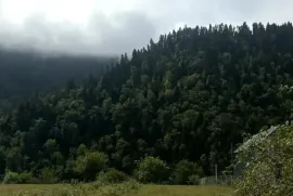 იყიდება მიწის ნაკვეთი, სასოფლო - სამეურნეო, სადგერი