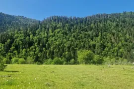 იყიდება მიწის ნაკვეთი, სასოფლო - სამეურნეო, სადგერი