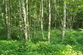House For Sale, 10 Room, Lanchkhuti, Supsa 