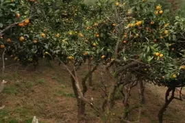 Продается Земля, Сельскохозяйственные, Земо Натанеби