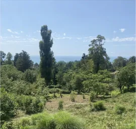 Land For Sale, Tsikhisdziri