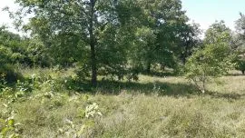 Land For Sale, Zhebota