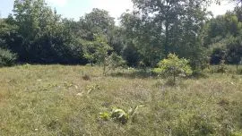 Land For Sale, Zhebota