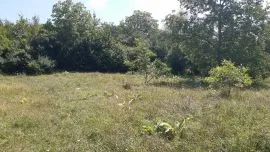 Land For Sale, Zhebota