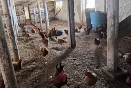 Продается Земля, Сельскохозяйственные, Mchadijvari