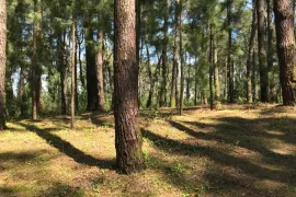 Land For Sale, Non Agricultural, Grigoleti