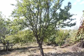 Продается Земля, Сельскохозяйственные, Mzianeti