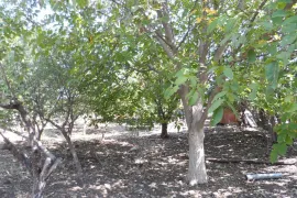 Продается Земля, Сельскохозяйственные, Mzianeti