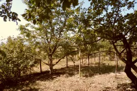 Продается Земля, Сельскохозяйственные, Mzianeti