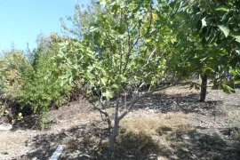 Продается Земля, Сельскохозяйственные, Mzianeti