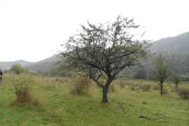 Land For Sale, Agricultural, Gombori