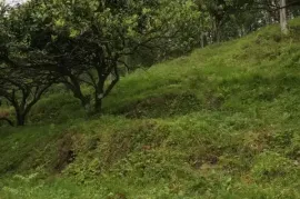 Land For Sale, Agricultural, Gonio