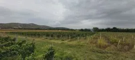 Land For Sale, Agricultural, Kakabeti