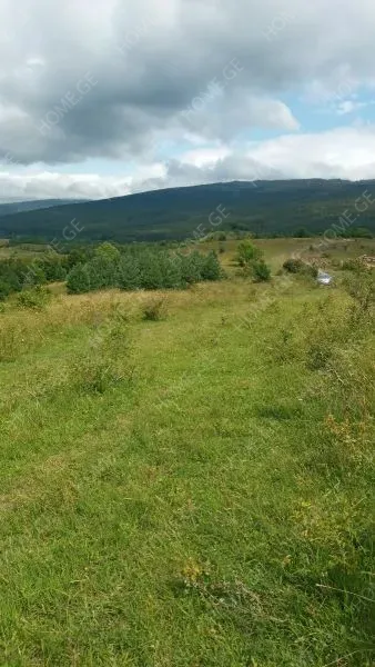 იყიდება მიწის ნაკვეთი, სასოფლო - სამეურნეო, ქვედა თლუღი