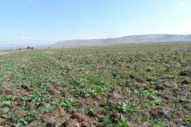 Land For Sale, Special, Teleti